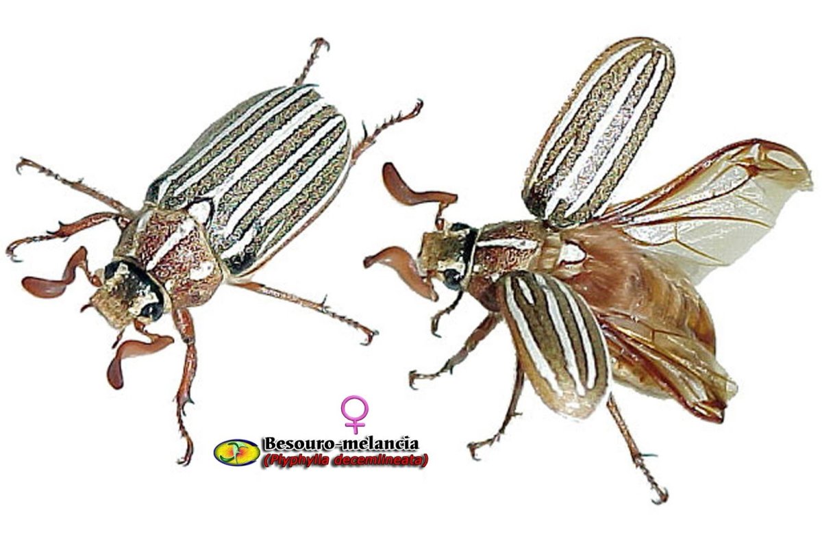 Полосатый летающий Жук