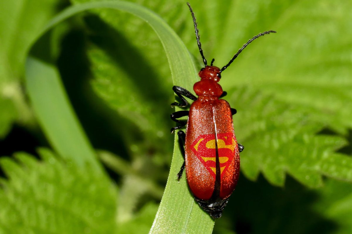 Жук изворотливый