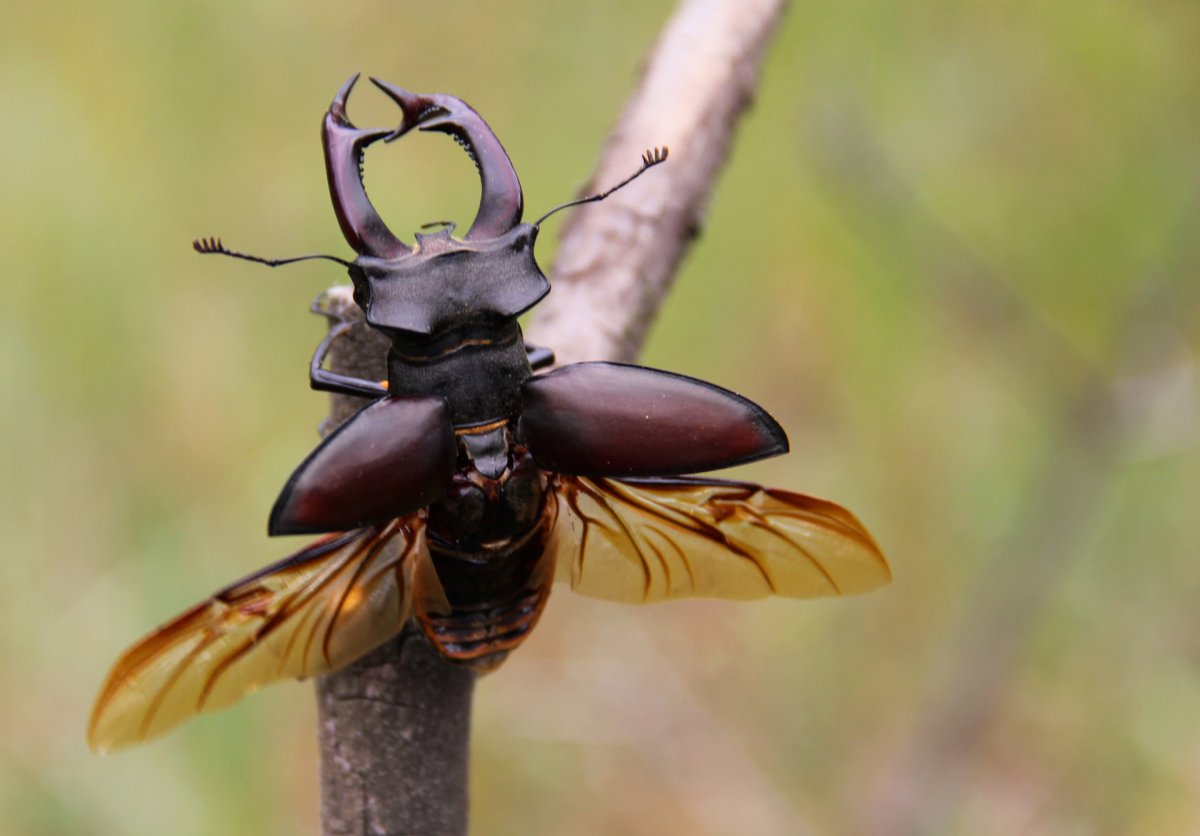 Майский Жук Рогач