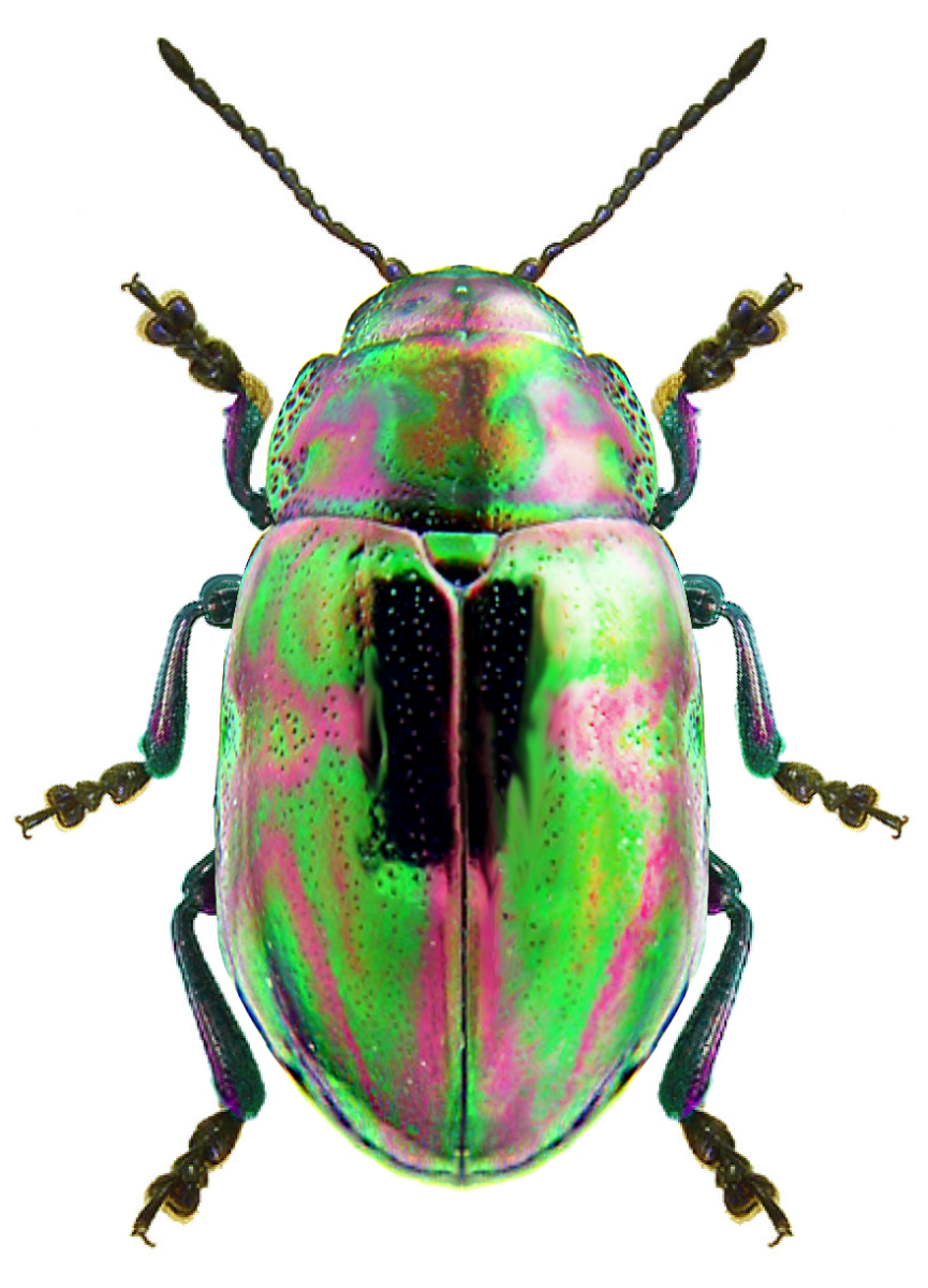 Разноцветный Жук насекомое