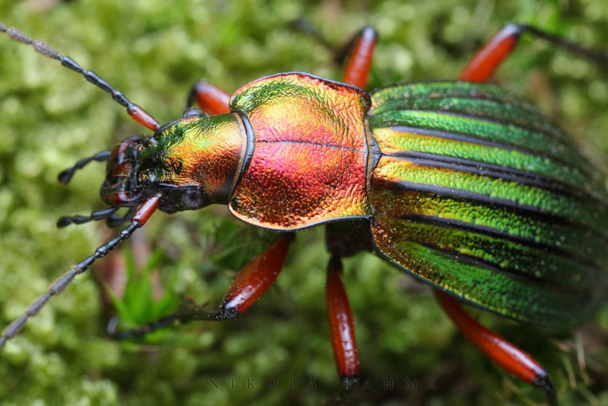 Жук красотел