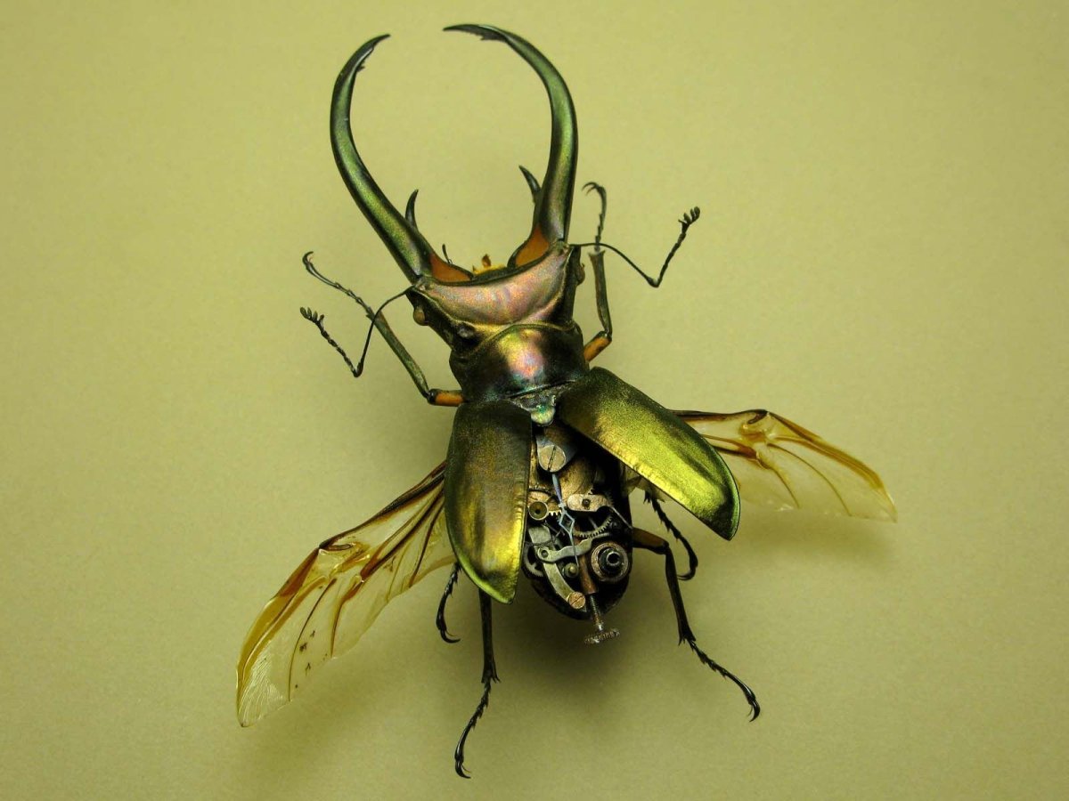 Жук Рогач зеленый