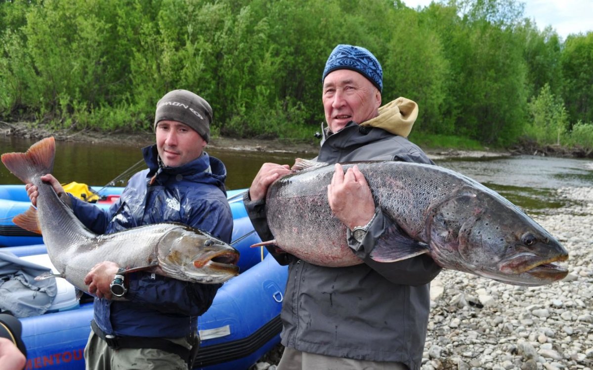 Река Лена рыба Таймень