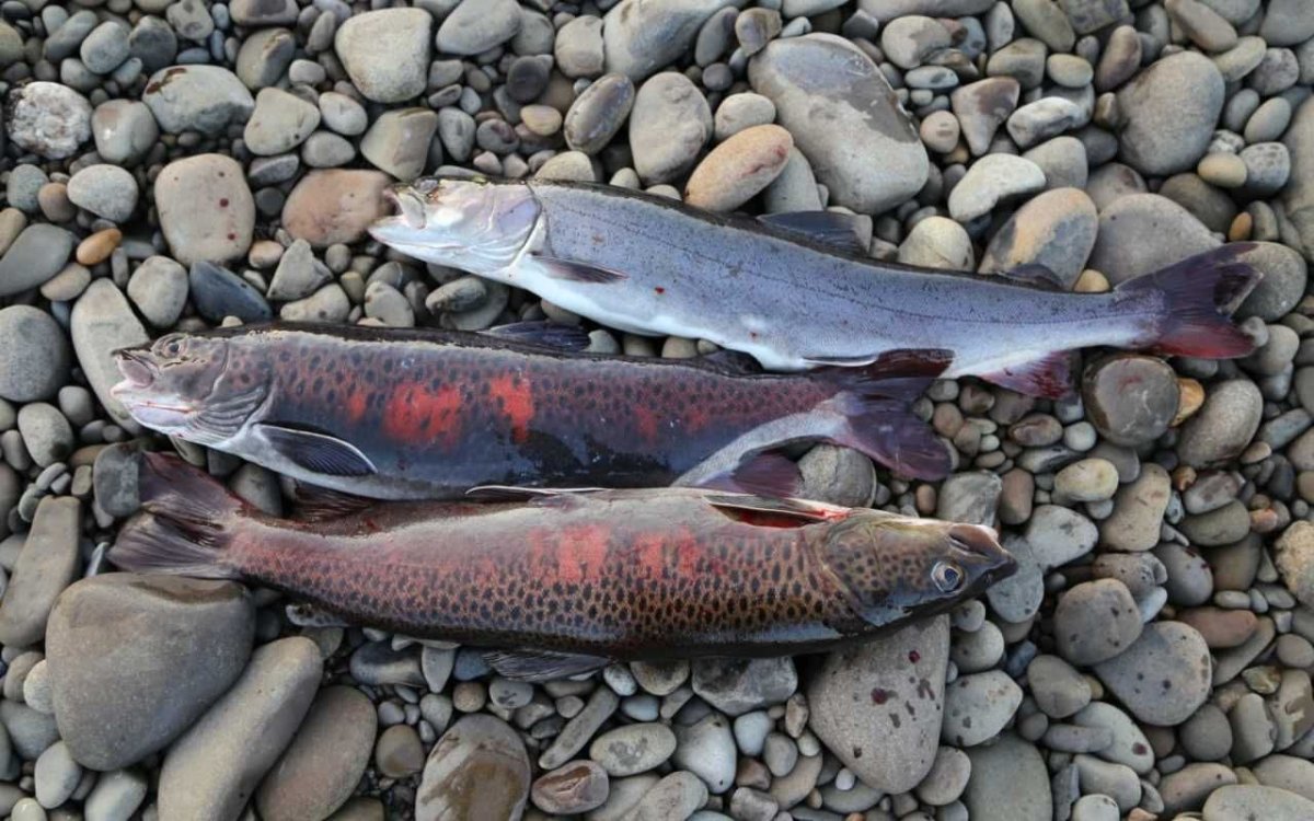 Рыбалка на реке Лене