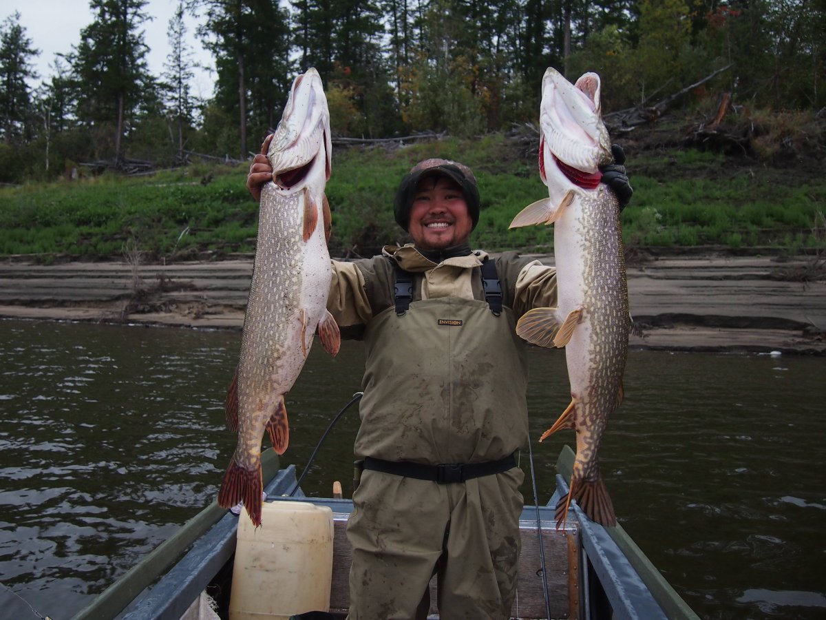 Таймень рыба