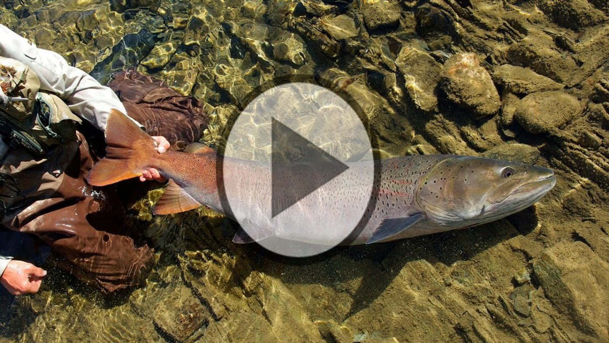 Big Fish, Жуковский