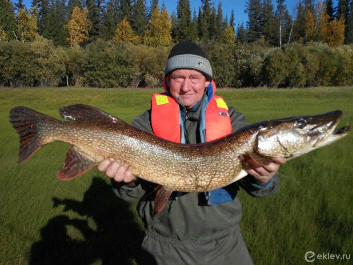 Таймень рыба Якутия