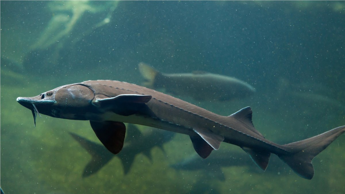 Река Енисей рыбалка Таймень