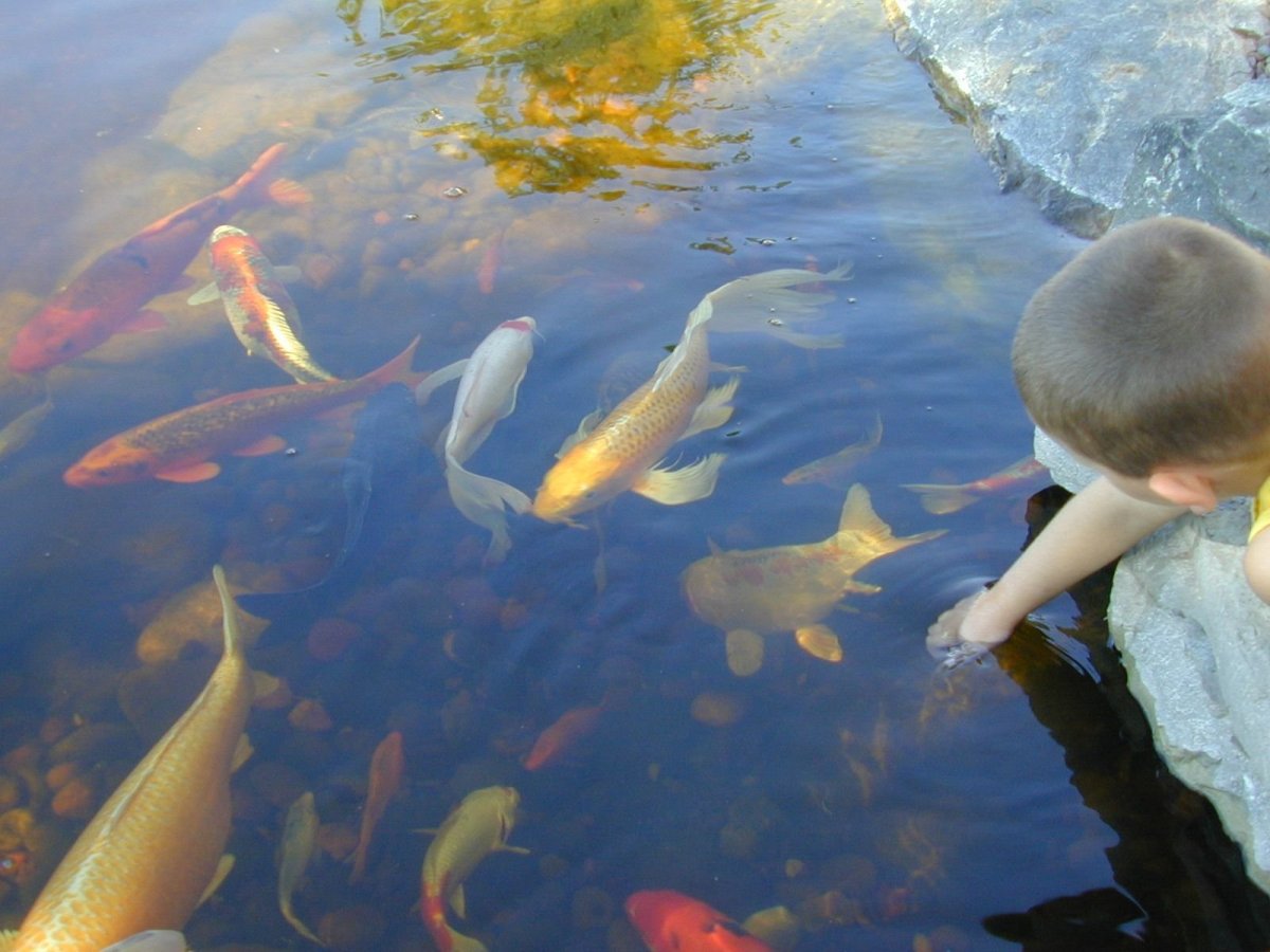 Таймень рыба Якутия