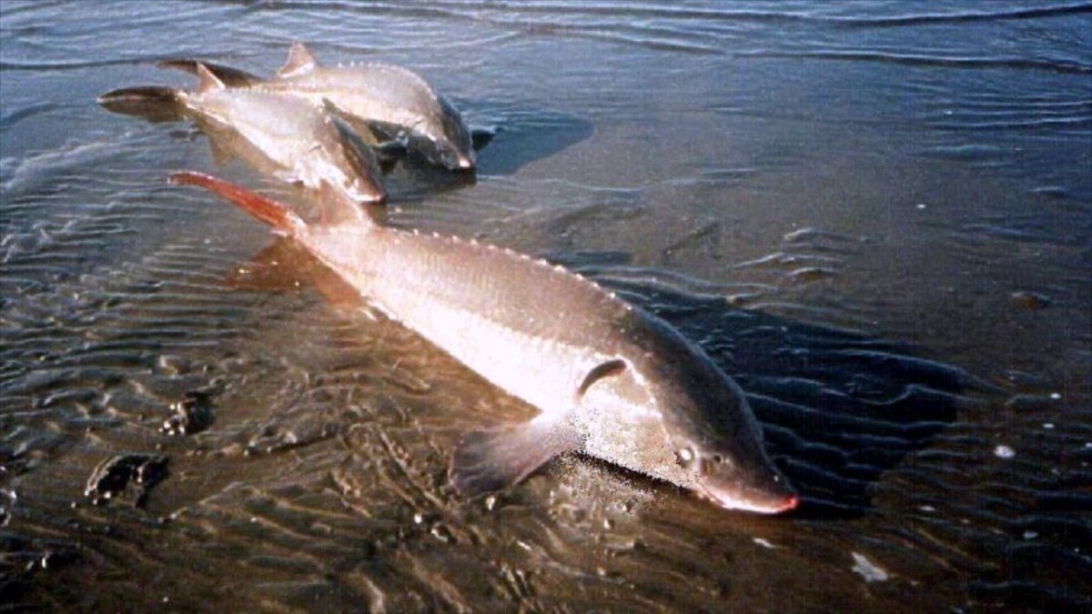 Рыба белая морская названия