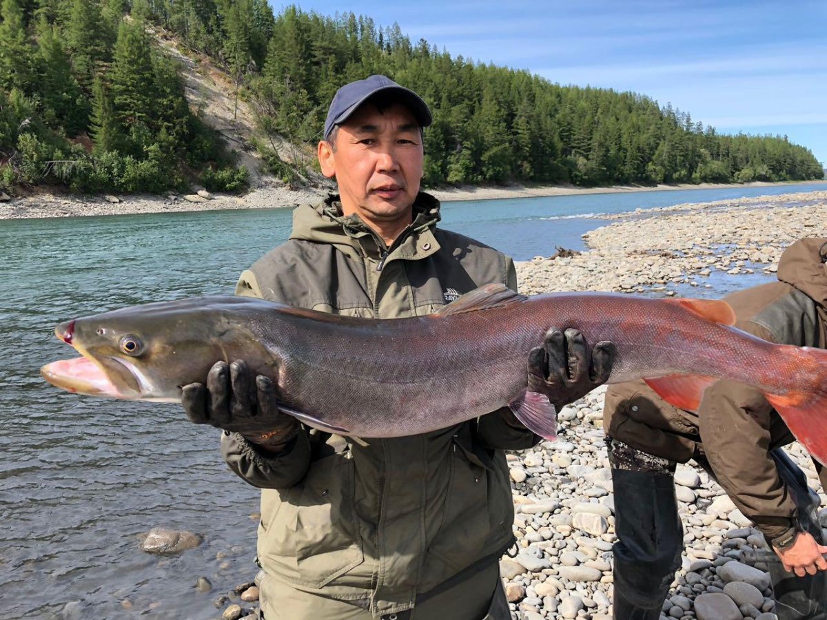 Таймень Дальневосточный