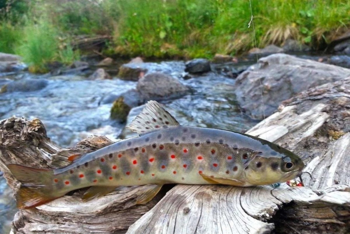 Белуга Черноморская