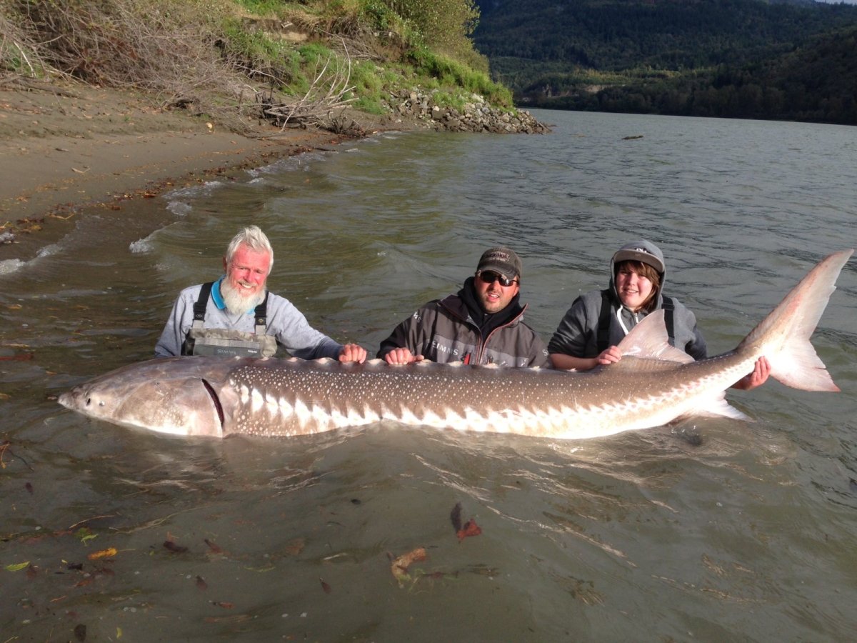 Сибирский осётр (Acipenser baerii)