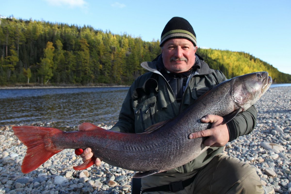 Сибирский осетр Байкал