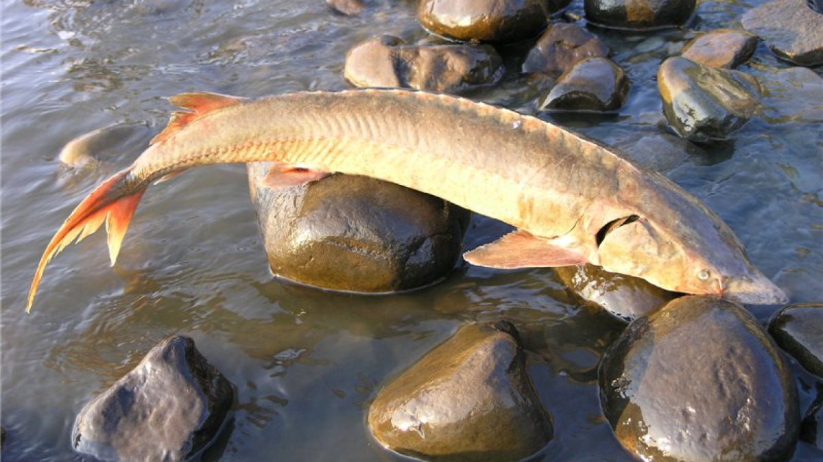 Стерляжья порода Золотая