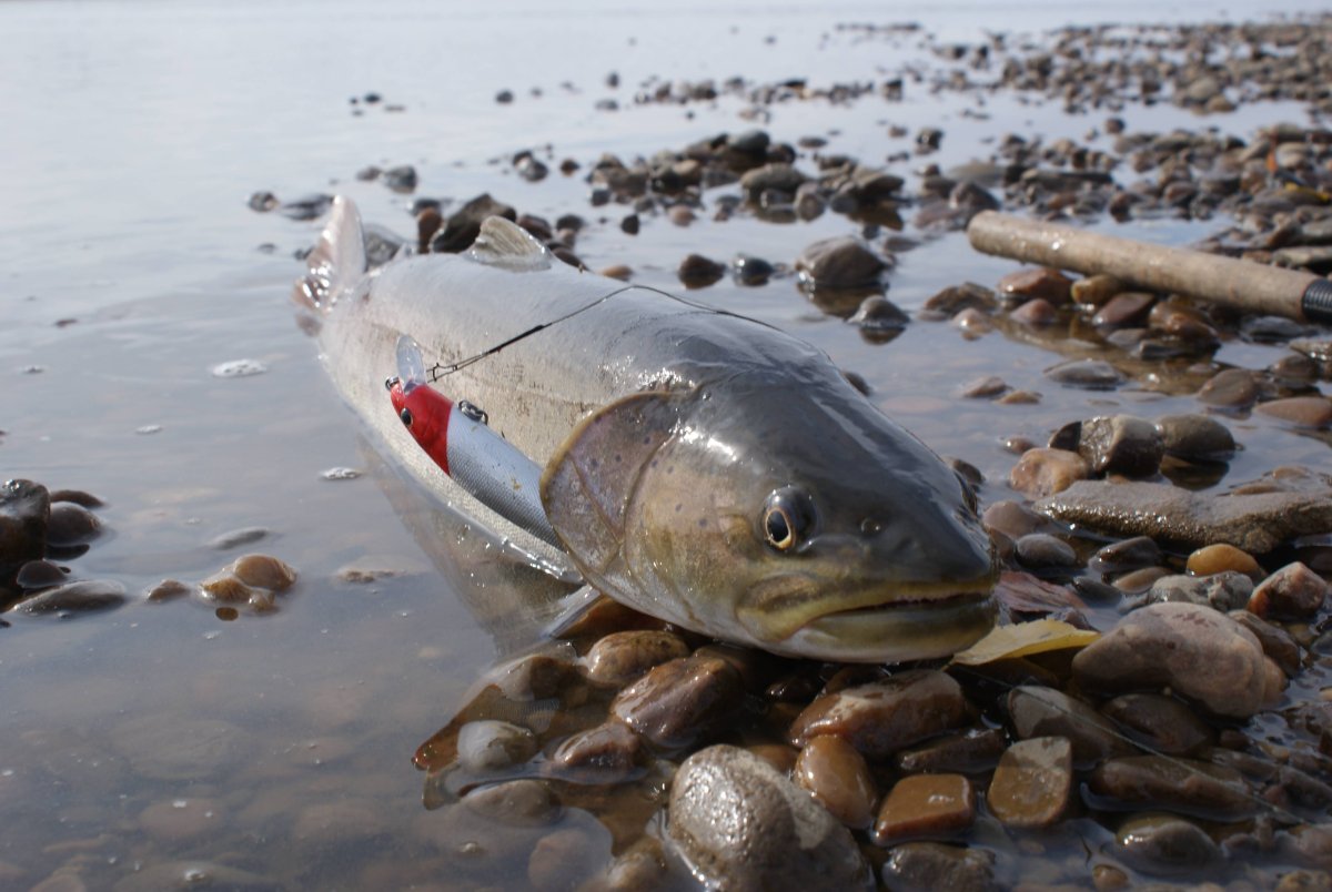 Астраханский осетр