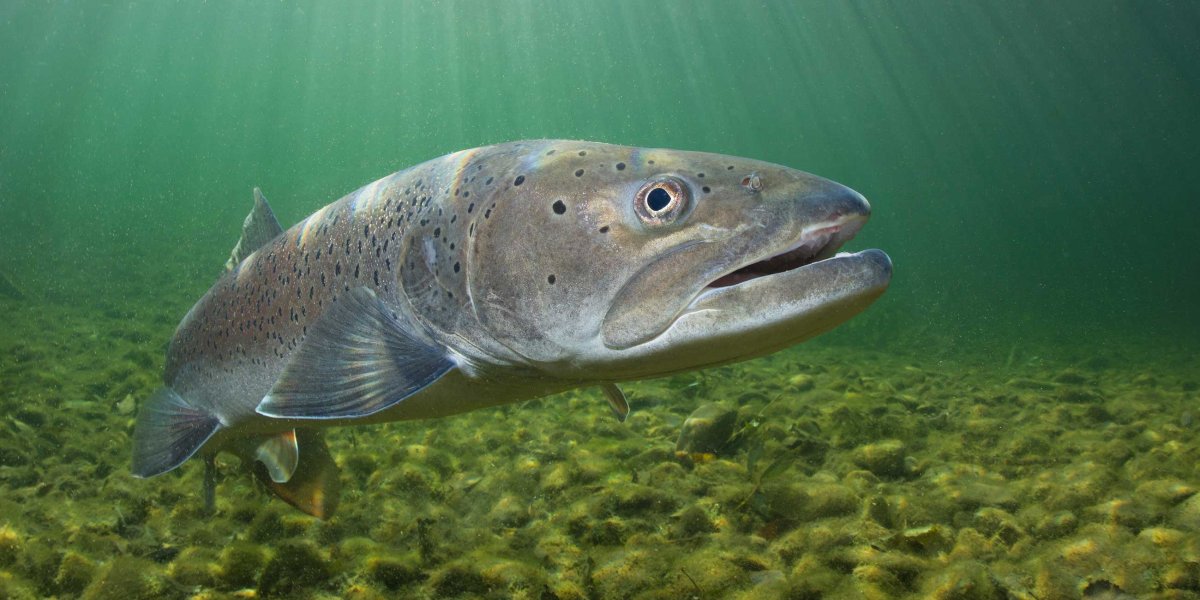 Осётр Сибирский