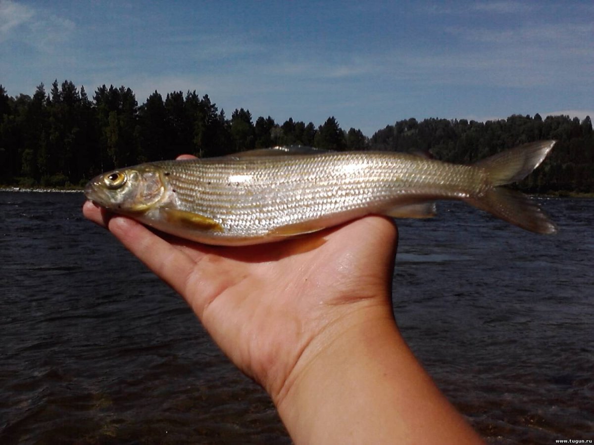 Река Грейт Фиш