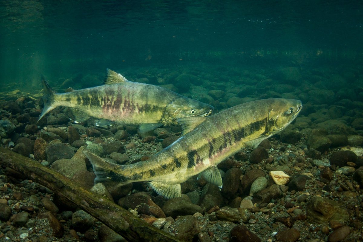 Семга Йоканьга