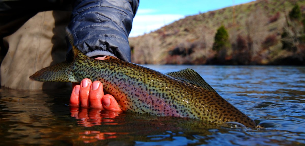Растения и рыбы реки