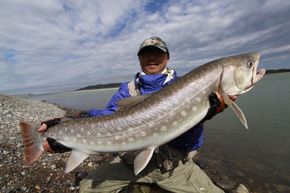 Красивая форель под водой