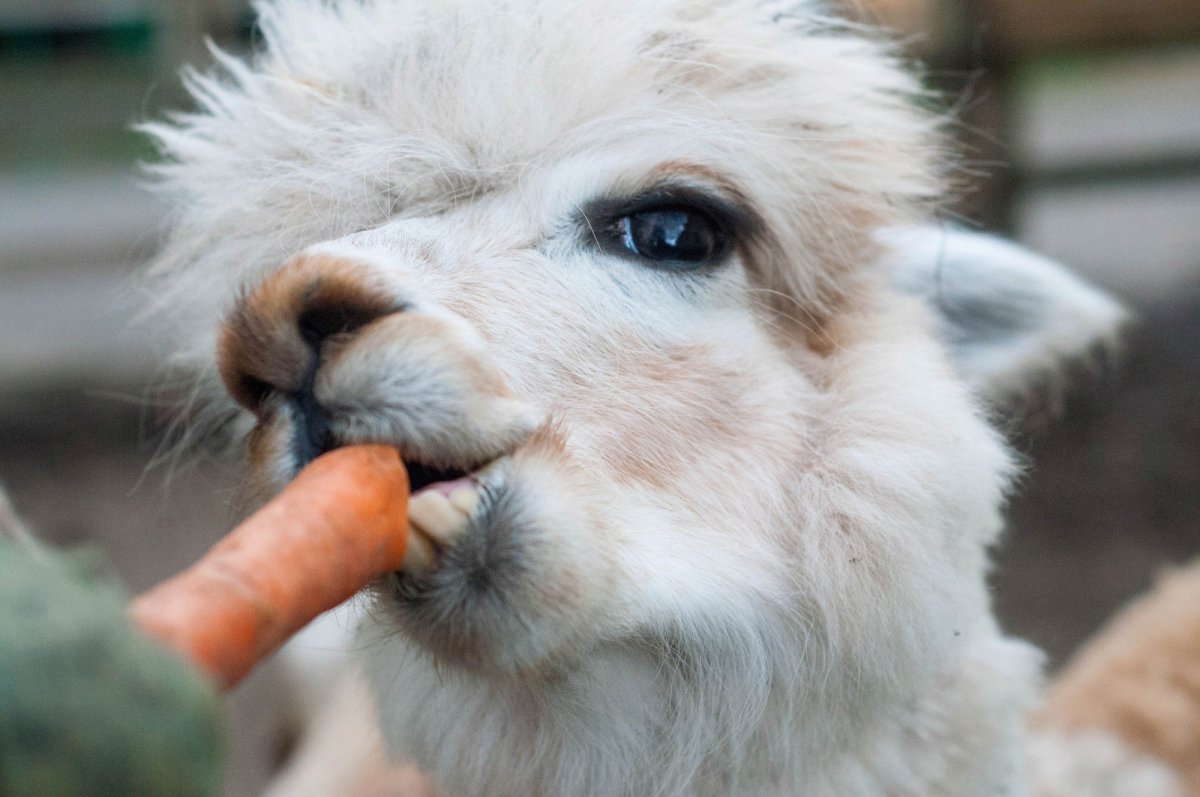 Ламы альпаки 3 вид