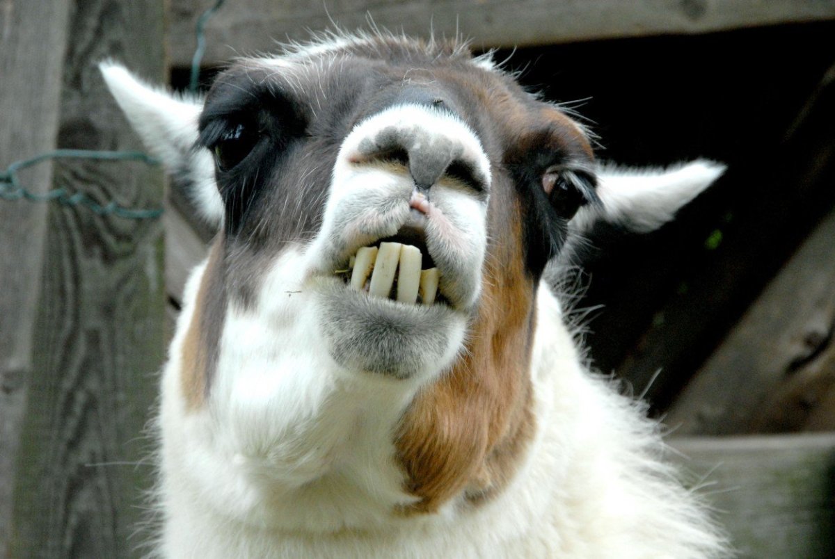 Страшная лама