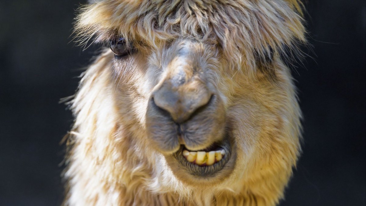 Три альпаки