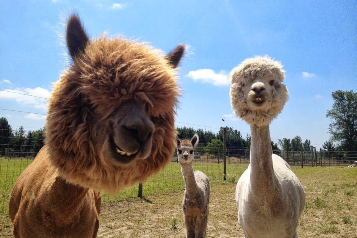 Злая альпака лама