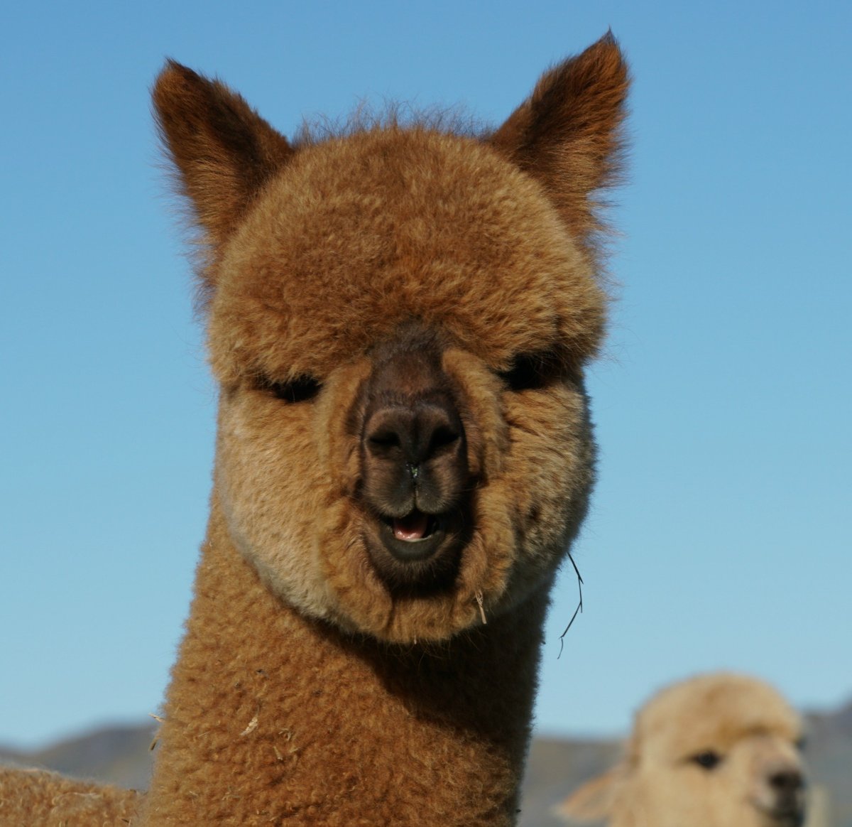 Зубы альпаки