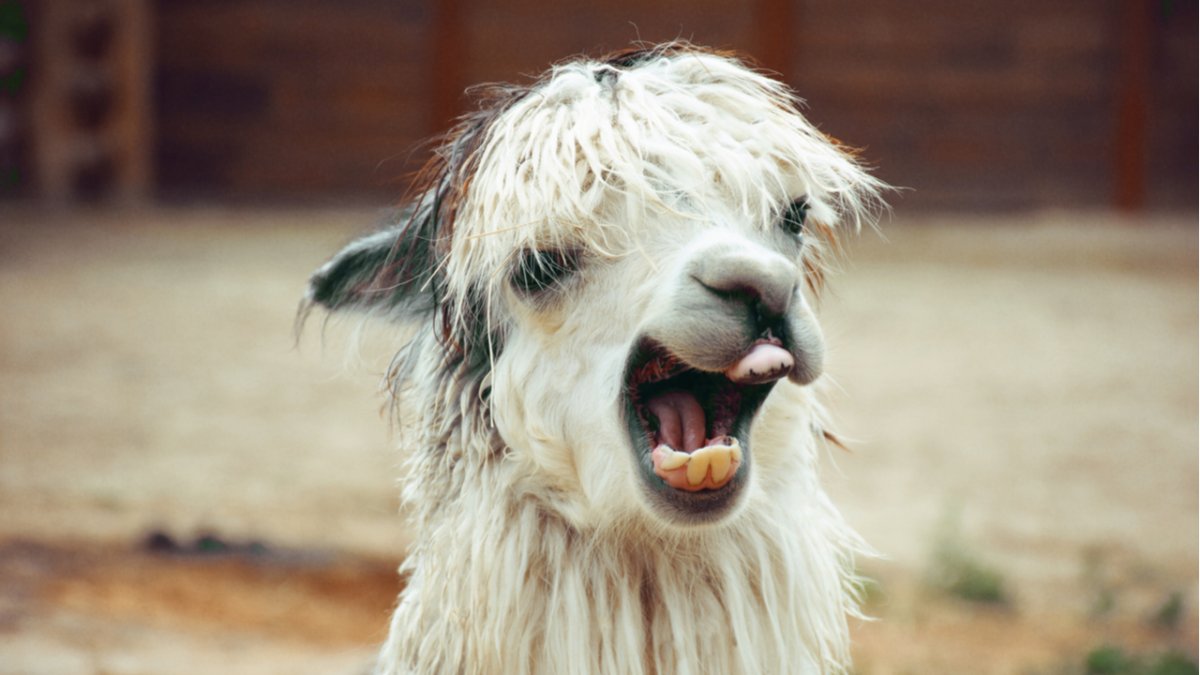 Лама гуанако белый