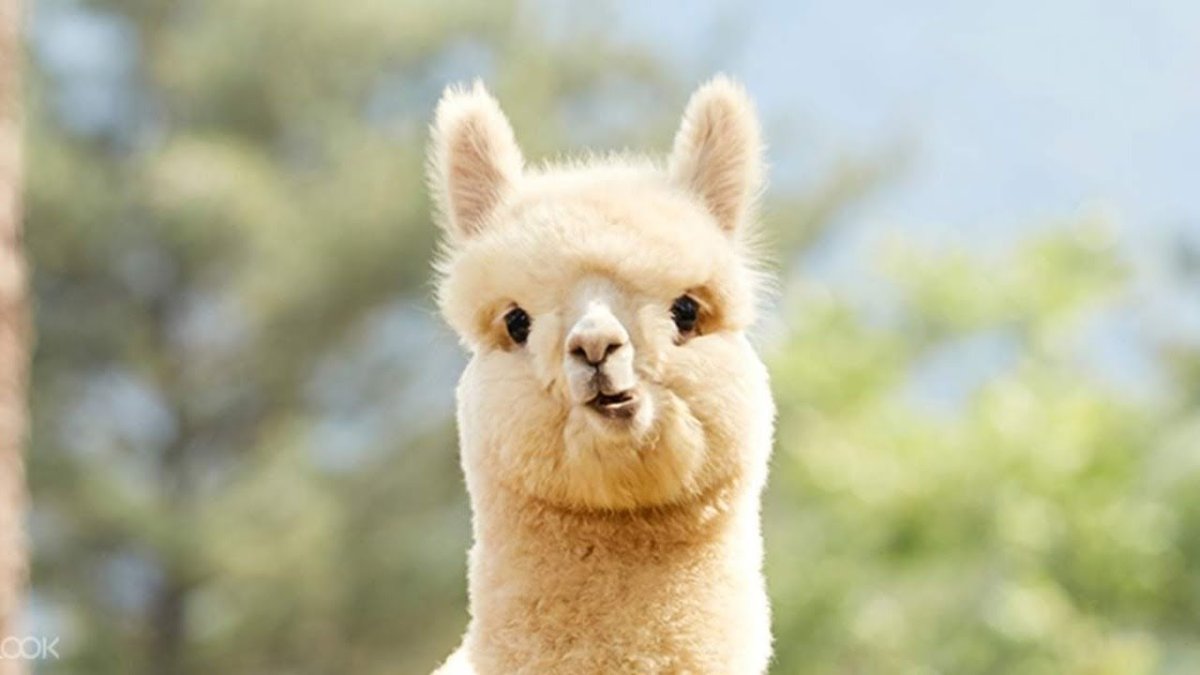 Альпаки в поле