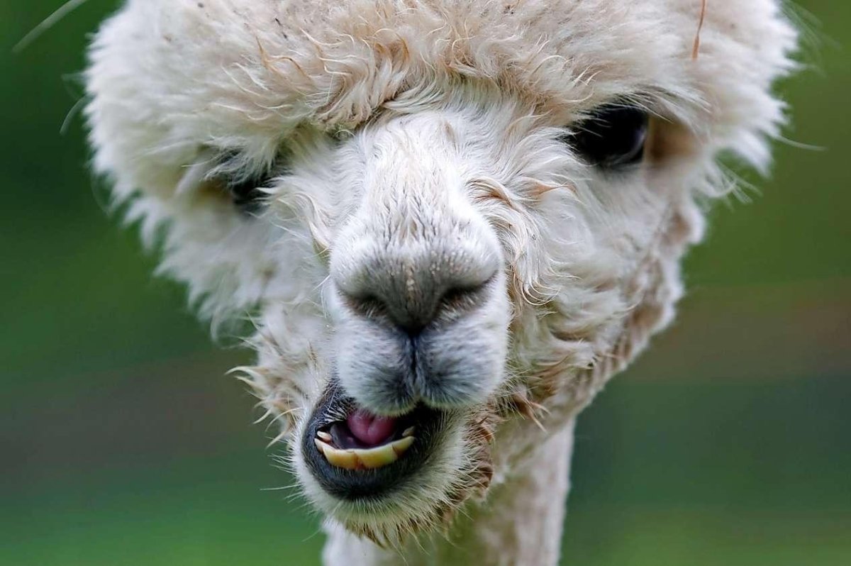 Альпака ТЭМ