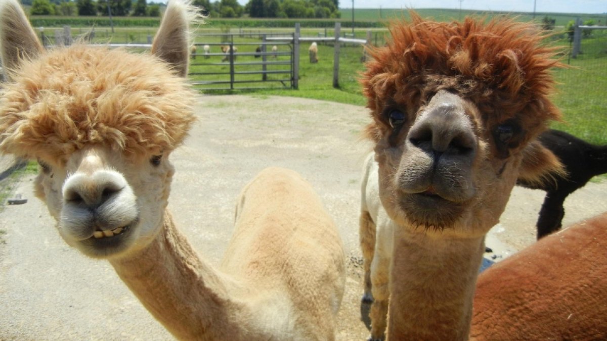 Альпака Перу