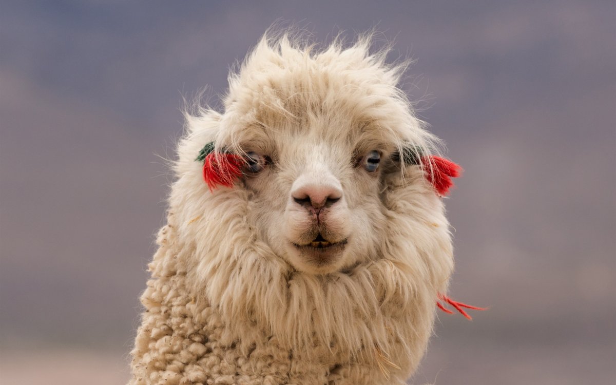 Ламы смешные