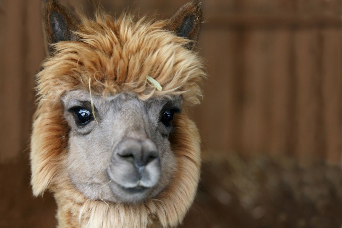 Радостная альпака