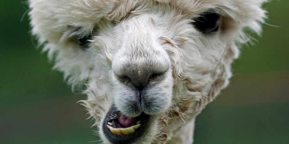 Мими альпака