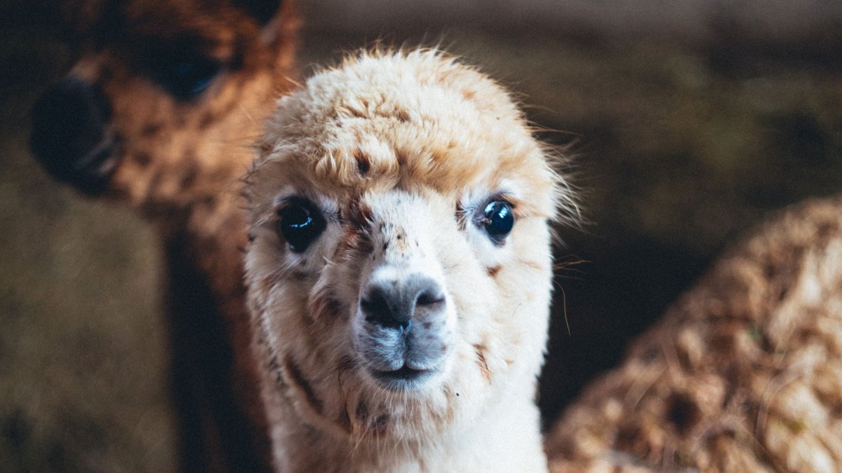 Альпаки даун