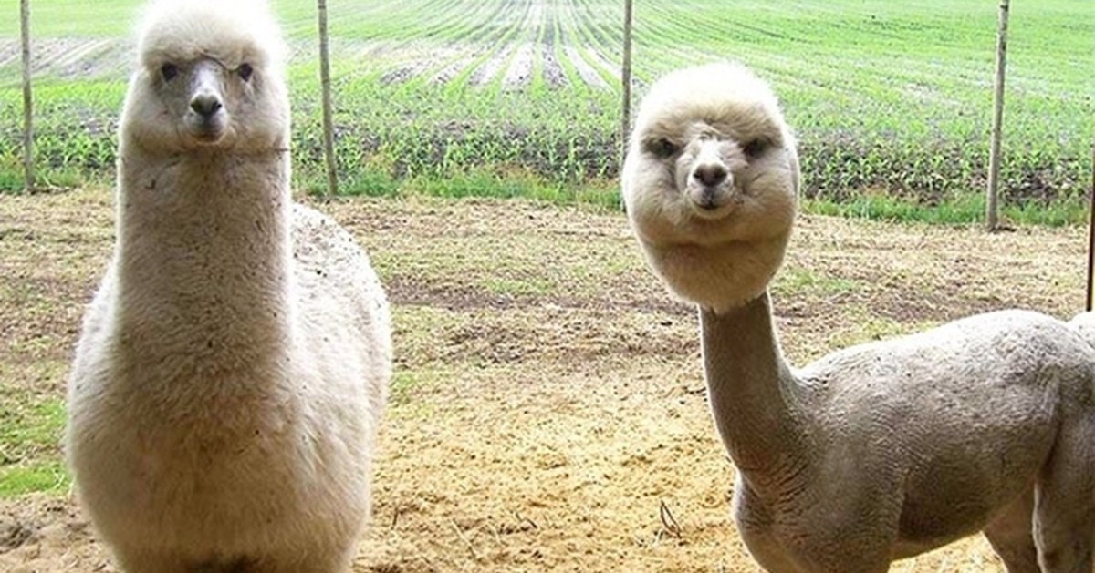 Обняться с альпакой