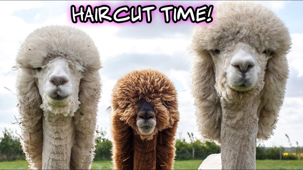 Альпака белая