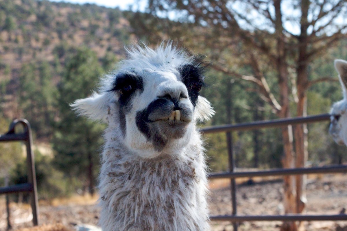 Домашняя лама на ферме