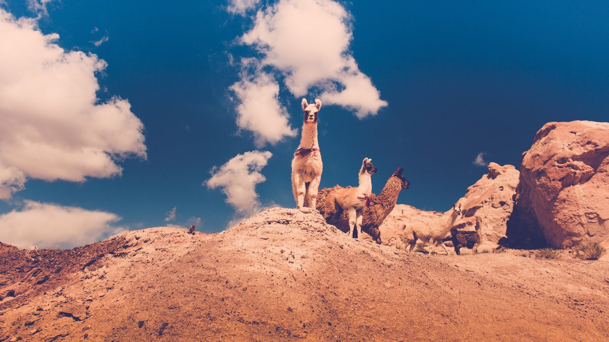 Альпака смешная