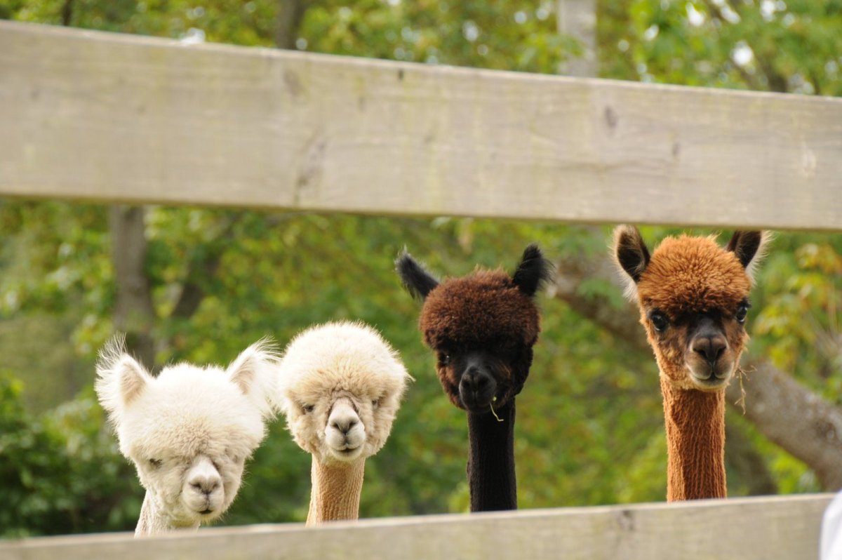 Три альпаки