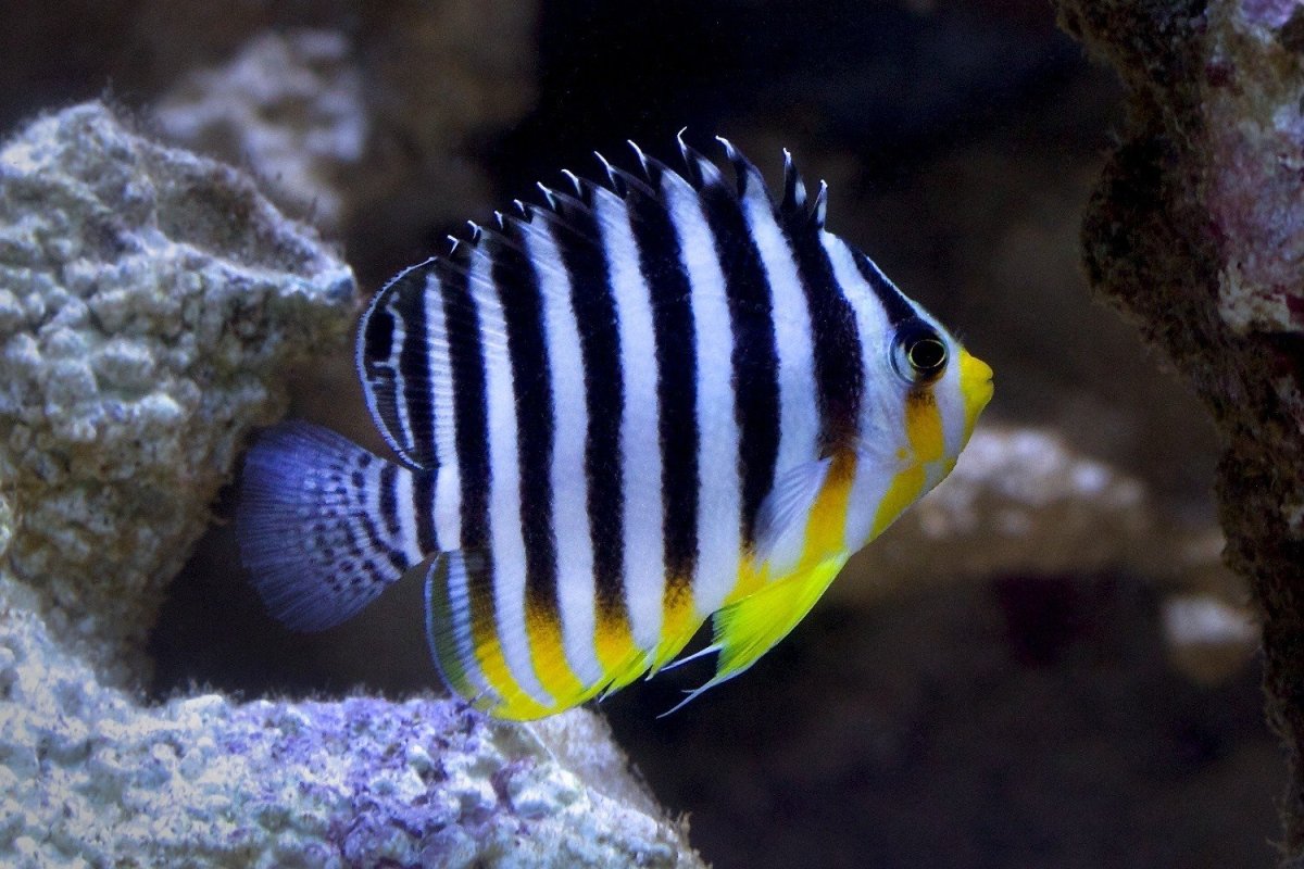 Центропиг Королевский