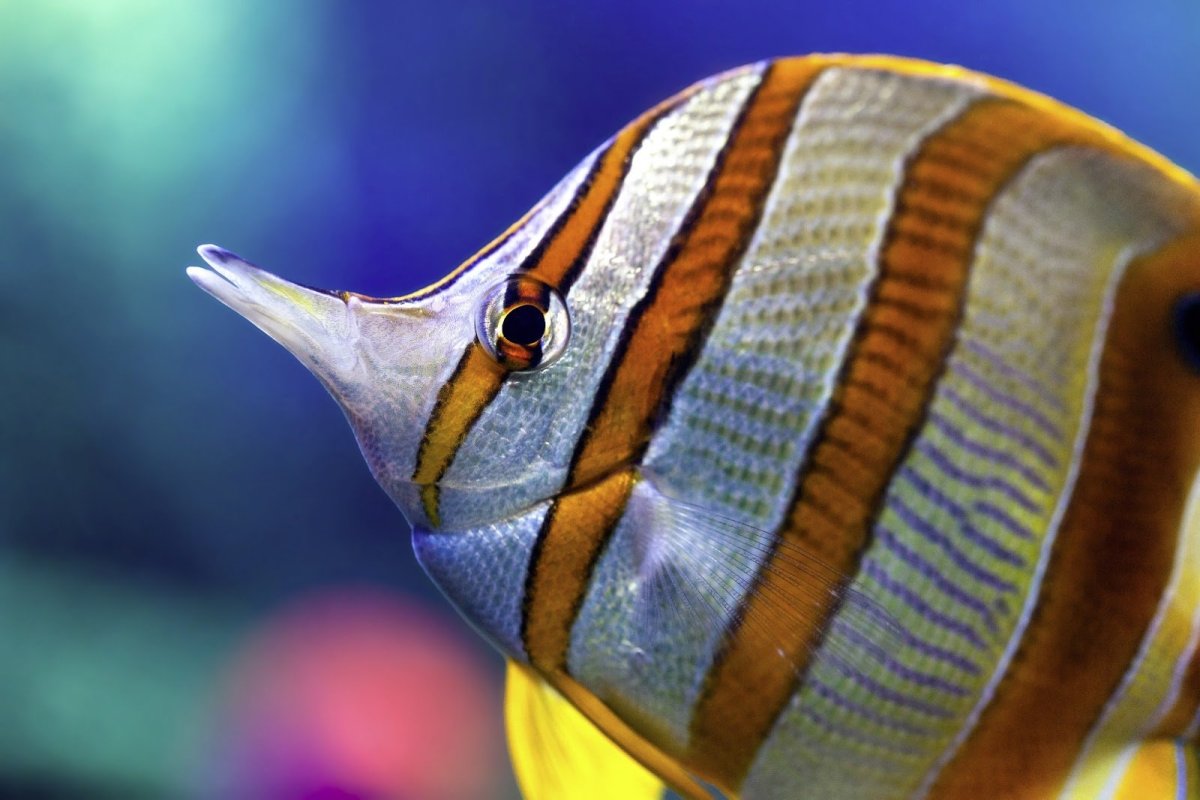 Полосатики рыбки