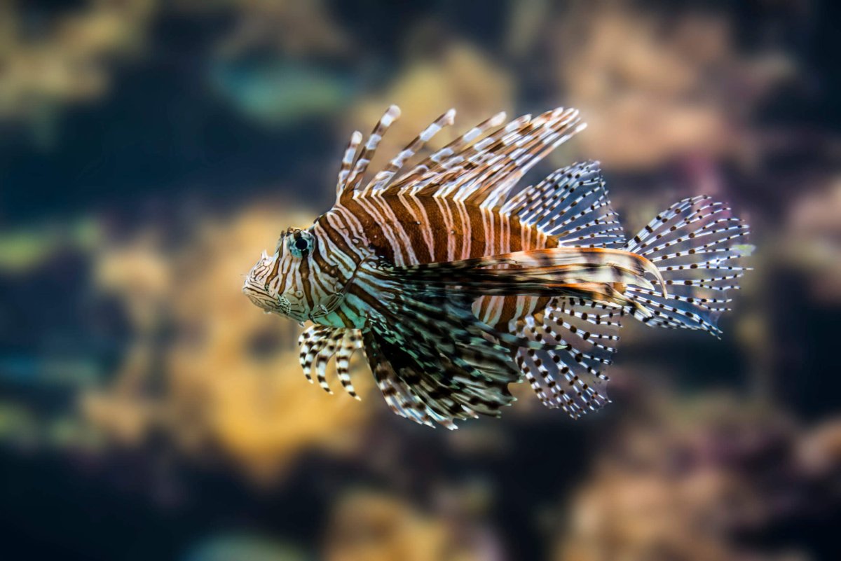 Крылатка Pterois volitans