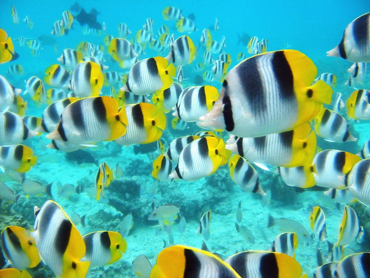 Морской заповедник МААЙЯТИЛА