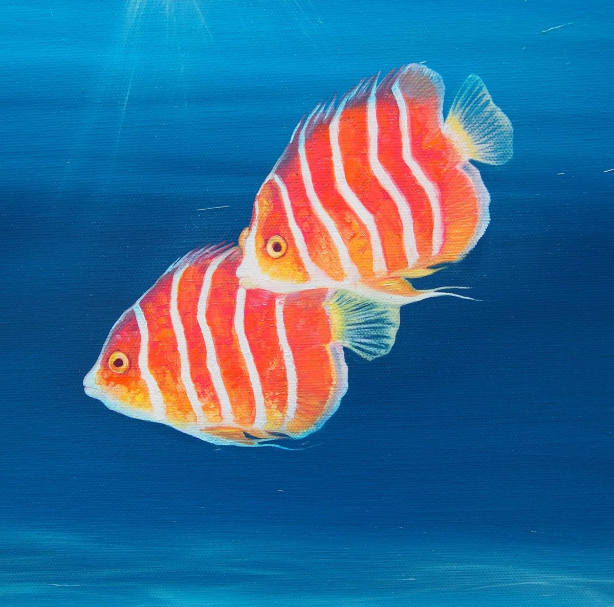 Рыбка полосатик рыба