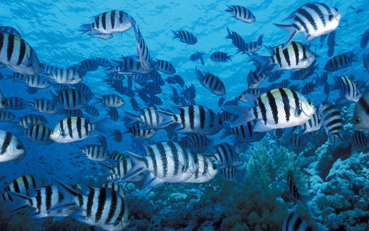 Полосатая морская рыбка