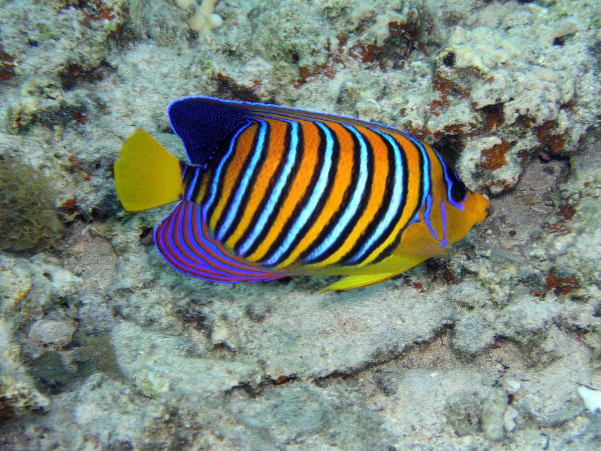 Полосатая рыба фэнтези